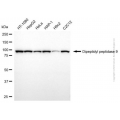 KD-Validated DPP9 Mouse mAb (20 μl)