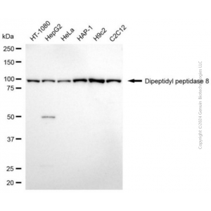 KD-Validated DPP8 Mouse mAb (20 μl)