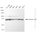 KD-Validated DNM1L Mouse mAb (20 μl)