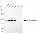 KD-Validated EPHX1 Mouse mAb (20 μl)