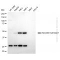 KD-Validated EPHX1 Mouse mAb (20 μl)