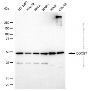 KD-Validated DDOST Mouse mAb (20 μl)
