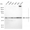 KD-Validated DDOST Mouse mAb (20 μl)