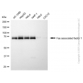 KD-Validated FAF1 Mouse mAb (20 μl)