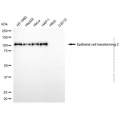 KD-Validated ECT2 Mouse mAb (20 μl)