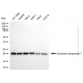 KD-Validated EXOSC1 Mouse mAb (20 μl)