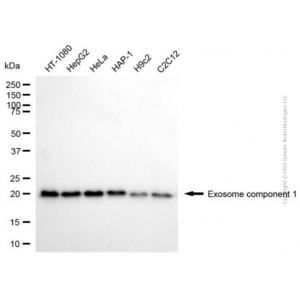 KD-Validated EXOSC1 Mouse mAb (20 μl)