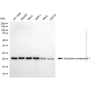 KD-Validated EXOSC1 Mouse mAb (20 μl)