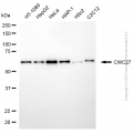 KD-Validated CWC27 Mouse mAb (20 μl)