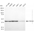 KD-Validated FBXO22 Mouse mAb (20 μl)