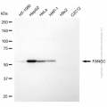 KD-Validated FANCC Mouse mAb (20 μl)