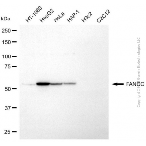 KD-Validated FANCC Mouse mAb (20 μl)