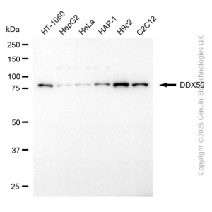 KD-Validated DDX50 Mouse mAb (20 μl)