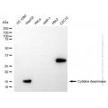 KD-Validated  CDA Rabbit mAb (20 μl)