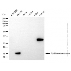 KD-Validated  CDA Rabbit mAb (20 μl)