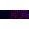 KD-Validated PCAF Rabbit mAb (20 μl)