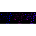 KD-Validated CD107a Rabbit mAb (20 μl)