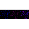 KD-Validated CD107a Rabbit mAb (20 μl)