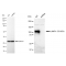 KD-Validated CD107a Rabbit mAb (20 μl)