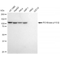 KD-Validated PI3KCB Rabbit mAb (20 μl)