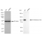 KD-Validated PI3KCB Rabbit mAb (20 μl)