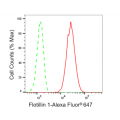 KD-Validated Flotillin 1 Rabbit mAb (20 μl)