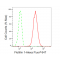 KD-Validated Flotillin 1 Rabbit mAb (20 μl)