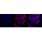 KD-Validated Flotillin 1 Rabbit mAb (20 μl)