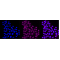 KD-Validated HER2 Rabbit mAb (20 μl)