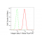 KD-Validated CD29 Rabbit mAb (20 μl)