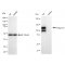 KD-Validated CD29 Rabbit mAb (20 μl)