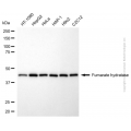 KD-Validated FH Mouse mAb (20 μl)