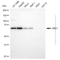 KD-Validated GBE1 Mouse mAb (20 μl)