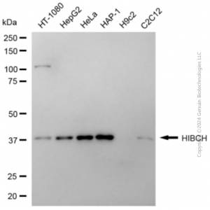 KD-Validated HIBCH Mouse mAb (20 μl)