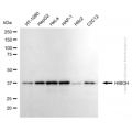 KD-Validated HIBCH Mouse mAb (20 μl)