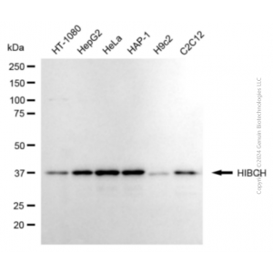 KD-Validated HIBCH Mouse mAb (20 μl)