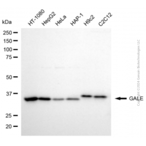 KD-Validated GALE Mouse mAb (20 μl)