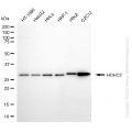 KD-Validated HDHD2 Mouse mAb (20 μl)