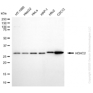 KD-Validated HDHD2 Mouse mAb (20 μl)