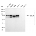 KD-Validated GOLM1 Mouse mAb (20 μl)