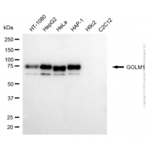 KD-Validated GOLM1 Mouse mAb (20 μl)