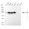 KD-Validated GOLM1 Mouse mAb (20 μl)
