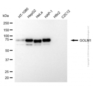 KD-Validated GOLM1 Mouse mAb (20 μl)