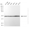 KD-Validated DDOST Mouse mAb (20 μl)
