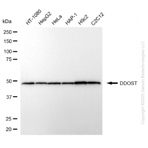 KD-Validated DDOST Mouse mAb (20 μl)