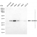 KD-Validated GEMIN8 Mouse mAb (20 μl)