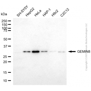 KD-Validated GEMIN8 Mouse mAb (20 μl)