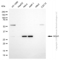 KD-Validated GCH1 Mouse mAb (20 μl)