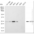 KD-Validated GSTZ1 Mouse mAb (20 μl)
