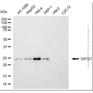 KD-Validated GSTZ1 Mouse mAb (20 μl)